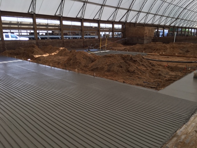 Covered dairy barn grooved concrete for traction